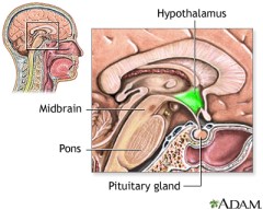 Hypothalamus & Pituitary Gland