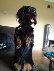 If we could we would ... We have four legs, some with short legs others with long legs ... but it's the humans with two long legs that are responsible to clean up after us! We do nearly everything we are told ... and sitting up and looking cute is one of those things!